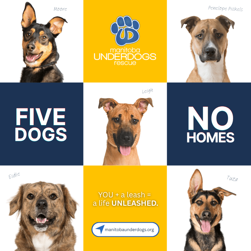 Manitoba Underdogs Rescue&nbsp;(MUR)